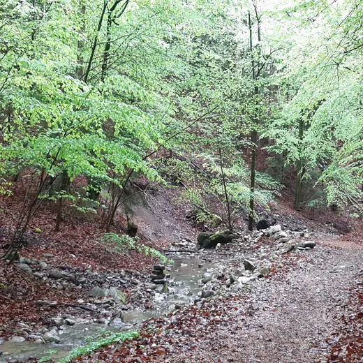 Sentier au bord d'un ruisseau près de Bulle, le chemin parcouru en hypnothérapie